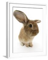 Sandy Lionhead-Cross Rabbit-Mark Taylor-Framed Photographic Print