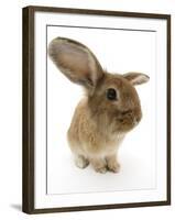 Sandy Lionhead-Cross Rabbit-Mark Taylor-Framed Photographic Print