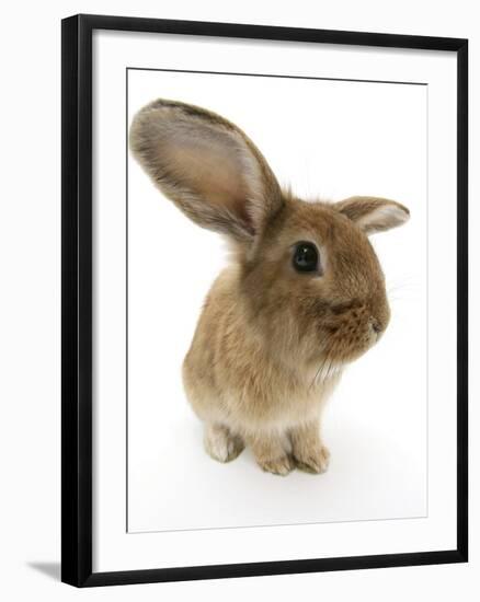 Sandy Lionhead-Cross Rabbit-Mark Taylor-Framed Photographic Print