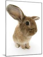 Sandy Lionhead-Cross Rabbit-Mark Taylor-Mounted Photographic Print