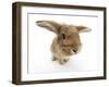 Sandy Lionhead-Cross Rabbit-Mark Taylor-Framed Photographic Print