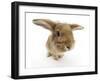 Sandy Lionhead-Cross Rabbit-Mark Taylor-Framed Photographic Print