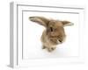 Sandy Lionhead-Cross Rabbit-Mark Taylor-Framed Photographic Print