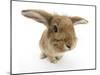 Sandy Lionhead-Cross Rabbit-Mark Taylor-Mounted Photographic Print