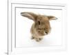 Sandy Lionhead-Cross Rabbit-Mark Taylor-Framed Photographic Print