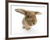 Sandy Lionhead-Cross Rabbit-Mark Taylor-Framed Photographic Print