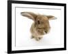 Sandy Lionhead-Cross Rabbit-Mark Taylor-Framed Photographic Print