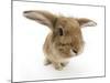 Sandy Lionhead-Cross Rabbit-Mark Taylor-Mounted Photographic Print