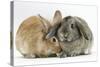 Sandy Lionhead Rabbit Nuzzling Agouti Lop Rabbit-Mark Taylor-Stretched Canvas