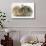 Sandy Lionhead Rabbit Nuzzling Agouti Lop Rabbit-Mark Taylor-Stretched Canvas displayed on a wall