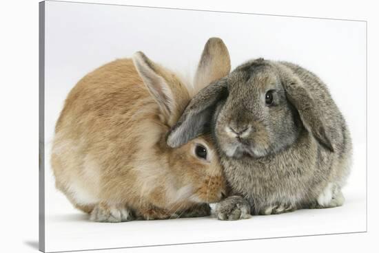 Sandy Lionhead Rabbit Nuzzling Agouti Lop Rabbit-Mark Taylor-Stretched Canvas