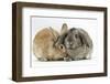 Sandy Lionhead Rabbit Nuzzling Agouti Lop Rabbit-Mark Taylor-Framed Photographic Print