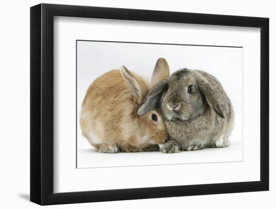 Sandy Lionhead Rabbit Nuzzling Agouti Lop Rabbit-Mark Taylor-Framed Photographic Print