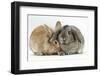 Sandy Lionhead Rabbit Nuzzling Agouti Lop Rabbit-Mark Taylor-Framed Photographic Print