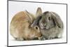 Sandy Lionhead Rabbit Nuzzling Agouti Lop Rabbit-Mark Taylor-Mounted Photographic Print