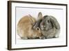 Sandy Lionhead Rabbit Nuzzling Agouti Lop Rabbit-Mark Taylor-Framed Photographic Print