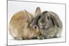 Sandy Lionhead Rabbit Nuzzling Agouti Lop Rabbit-Mark Taylor-Mounted Photographic Print