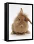 Sandy Lionhead Rabbit with Windmill Ears-Mark Taylor-Framed Stretched Canvas