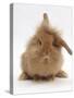 Sandy Lionhead Rabbit with Windmill Ears-Mark Taylor-Stretched Canvas
