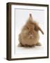 Sandy Lionhead Rabbit with Windmill Ears-Mark Taylor-Framed Photographic Print