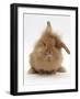 Sandy Lionhead Rabbit with Windmill Ears-Mark Taylor-Framed Photographic Print