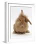 Sandy Lionhead Rabbit with Windmill Ears-Mark Taylor-Framed Photographic Print