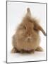 Sandy Lionhead Rabbit with Windmill Ears-Mark Taylor-Mounted Photographic Print