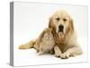 Sandy Lop Rabbit Cuddling up with Sleepy Golden Retriever Bitch-Jane Burton-Stretched Canvas