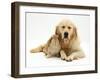 Sandy Lop Rabbit Cuddling up with Sleepy Golden Retriever Bitch-Jane Burton-Framed Photographic Print