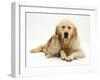 Sandy Lop Rabbit Cuddling up with Sleepy Golden Retriever Bitch-Jane Burton-Framed Photographic Print