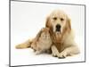 Sandy Lop Rabbit Cuddling up with Sleepy Golden Retriever Bitch-Jane Burton-Mounted Photographic Print