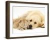 Sandy Lop Rabbit Resting with Golden Retriever Bitch-Jane Burton-Framed Photographic Print