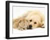 Sandy Lop Rabbit Resting with Golden Retriever Bitch-Jane Burton-Framed Photographic Print