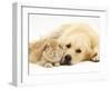 Sandy Lop Rabbit Resting with Golden Retriever Bitch-Jane Burton-Framed Photographic Print