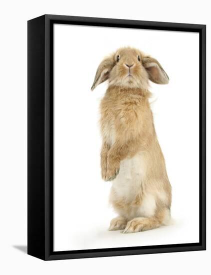 Sandy Lop Rabbit Sitting Up on its Haunches-Mark Taylor-Framed Stretched Canvas