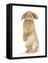 Sandy Lop Rabbit Sitting Up on its Haunches-Mark Taylor-Framed Stretched Canvas