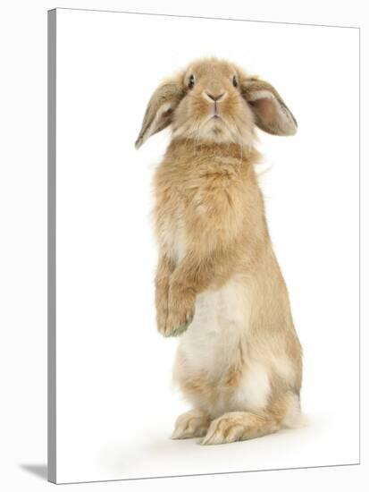 Sandy Lop Rabbit Sitting Up on its Haunches-Mark Taylor-Stretched Canvas