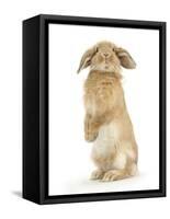 Sandy Lop Rabbit Sitting Up on its Haunches-Mark Taylor-Framed Stretched Canvas