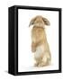 Sandy Lop Rabbit Sitting Up on its Haunches-Mark Taylor-Framed Stretched Canvas