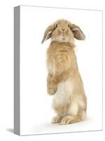 Sandy Lop Rabbit Sitting Up on its Haunches-Mark Taylor-Stretched Canvas