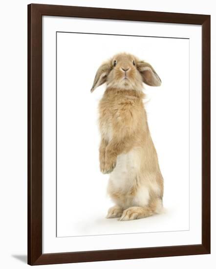 Sandy Lop Rabbit Sitting Up on its Haunches-Mark Taylor-Framed Photographic Print