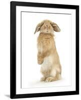 Sandy Lop Rabbit Sitting Up on its Haunches-Mark Taylor-Framed Photographic Print