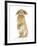 Sandy Lop Rabbit Sitting Up on its Haunches-Mark Taylor-Framed Photographic Print