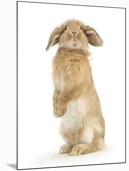 Sandy Lop Rabbit Sitting Up on its Haunches-Mark Taylor-Mounted Photographic Print