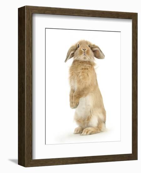 Sandy Lop Rabbit Sitting Up on its Haunches-Mark Taylor-Framed Photographic Print