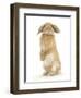 Sandy Lop Rabbit Sitting Up on its Haunches-Mark Taylor-Framed Photographic Print