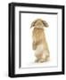 Sandy Lop Rabbit Sitting Up on its Haunches-Mark Taylor-Framed Photographic Print