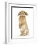 Sandy Lop Rabbit Sitting Up on its Haunches-Mark Taylor-Framed Photographic Print