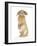 Sandy Lop Rabbit Sitting Up on its Haunches-Mark Taylor-Framed Photographic Print