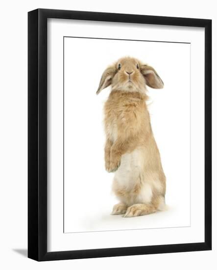 Sandy Lop Rabbit Sitting Up on its Haunches-Mark Taylor-Framed Photographic Print